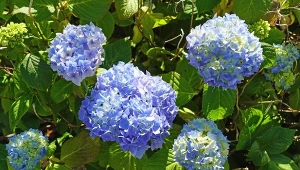 Jak zmienić kolor kwiatów hortensji? Trzeba zwrócić uwagę na odczyn gleby.