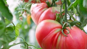 Naturalny nawóz potasowy do pomidorów. Więcej soczystych owoców