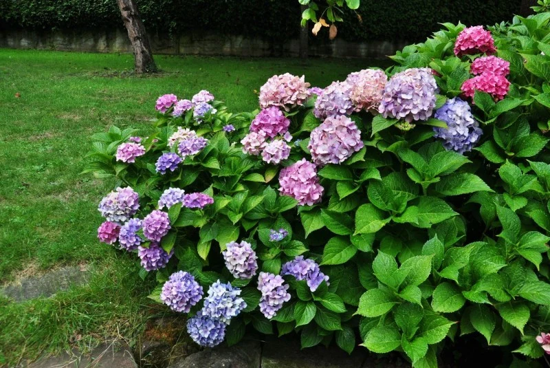 Trwałość uzyskanej barwy hortensji zależy od