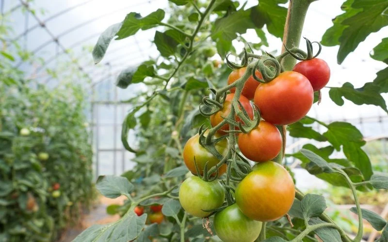 Nierównomierne wybarwienie owoców to podstawowy objaw niedoborów potasu