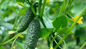 Siarczan magnezu skutecznie niweluje niedobory magnezu u ogórków, poprawiając ich wzrost, kolor liści i plonowanie.