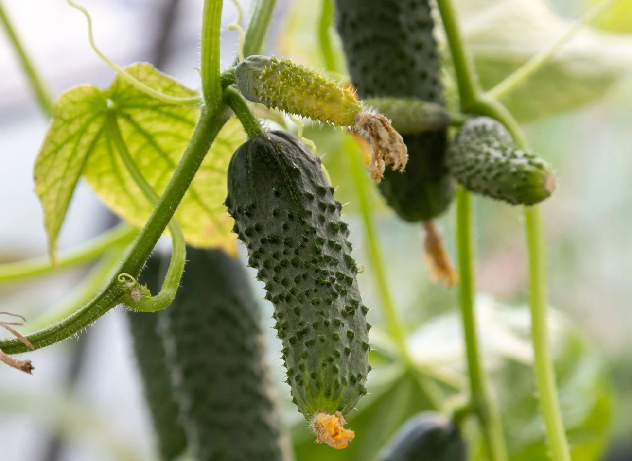Siarczan magnezu należy stosować wyłącznie przy wyraźnych objawach niedoboru magnezu, takich jak np