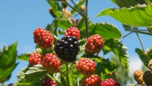 Dlaczego jeżyna wydaje kwaśne owoce? Trzeba zwracać uwagę na te elementy uprawy. Fot. crbellette/Canva Pro