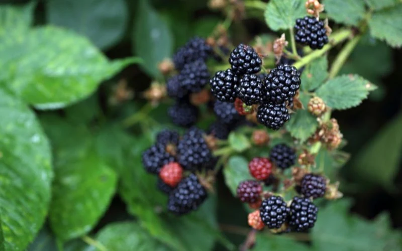 Jakość owoców jeżyny zależy przede wszystkim od nasłonecznienia