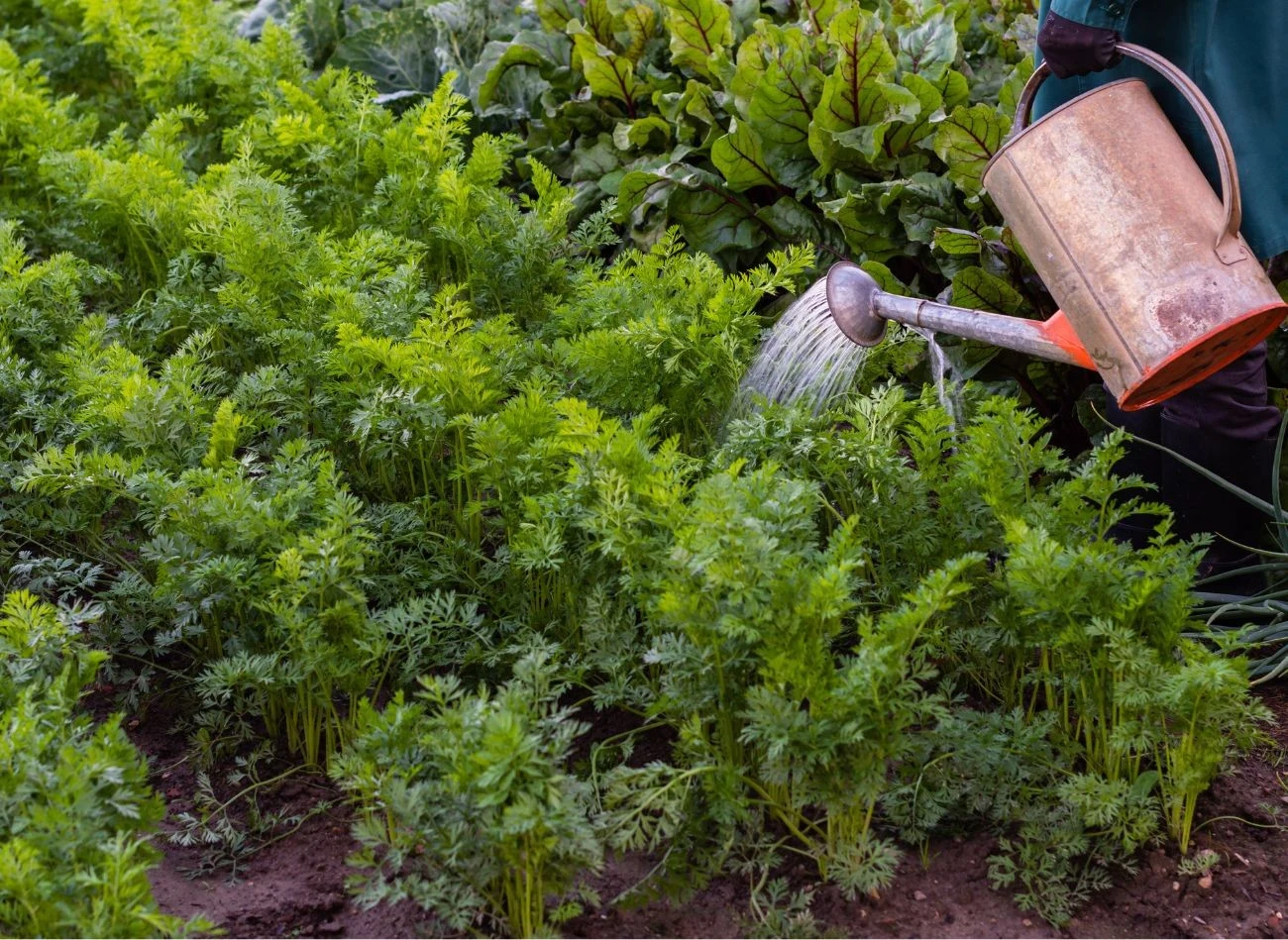 Gnojówka z pokrzywy to naturalny nawóz, który stosowany z umiarem wzmacnia marchew, poprawia jej wzrost oraz odporność