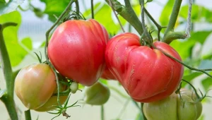 Sucha zgnilizna wierzchołkowa pomidora to groźna choroba, która niszczy plony. Można jej zapobiec i mieć dorodne owoce.