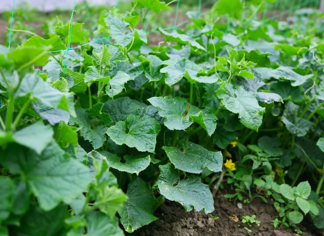 Na ilość i jakość plonów ogórka ma wpływ wiele czynników, w tym prawidłowe nawożenie i podlewanie.