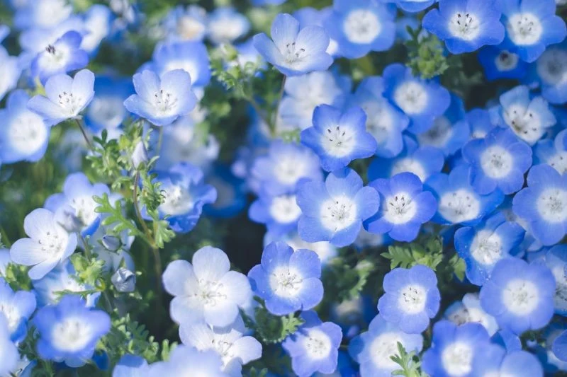 Porcelanka Menziesa nie sprawi kłopotów w uprawie nawet początkującym