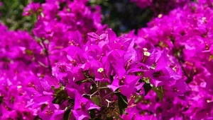 Bugenwille można prowadzić jako krzew, drzewko lub ozdobne pnącza.