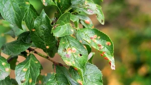 Podstawą ochrony śliw przed chorobami grzybowymi jest regularna profilaktyka.