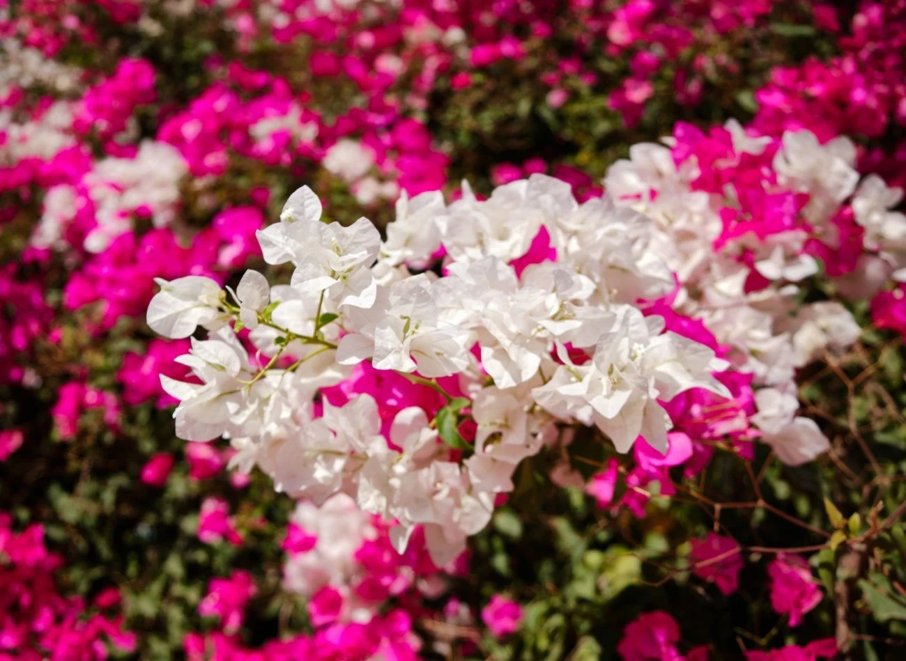 Największą ozdobą bugenwilli są liczne, intensywnie wybarwione przykwiatki, które otaczają drobne i niepozorne kwiaty