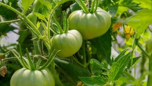 Odpady zielone są świetnym materiałem do mulczowania tzw. roślin żarłocznych, np. pomidorów.