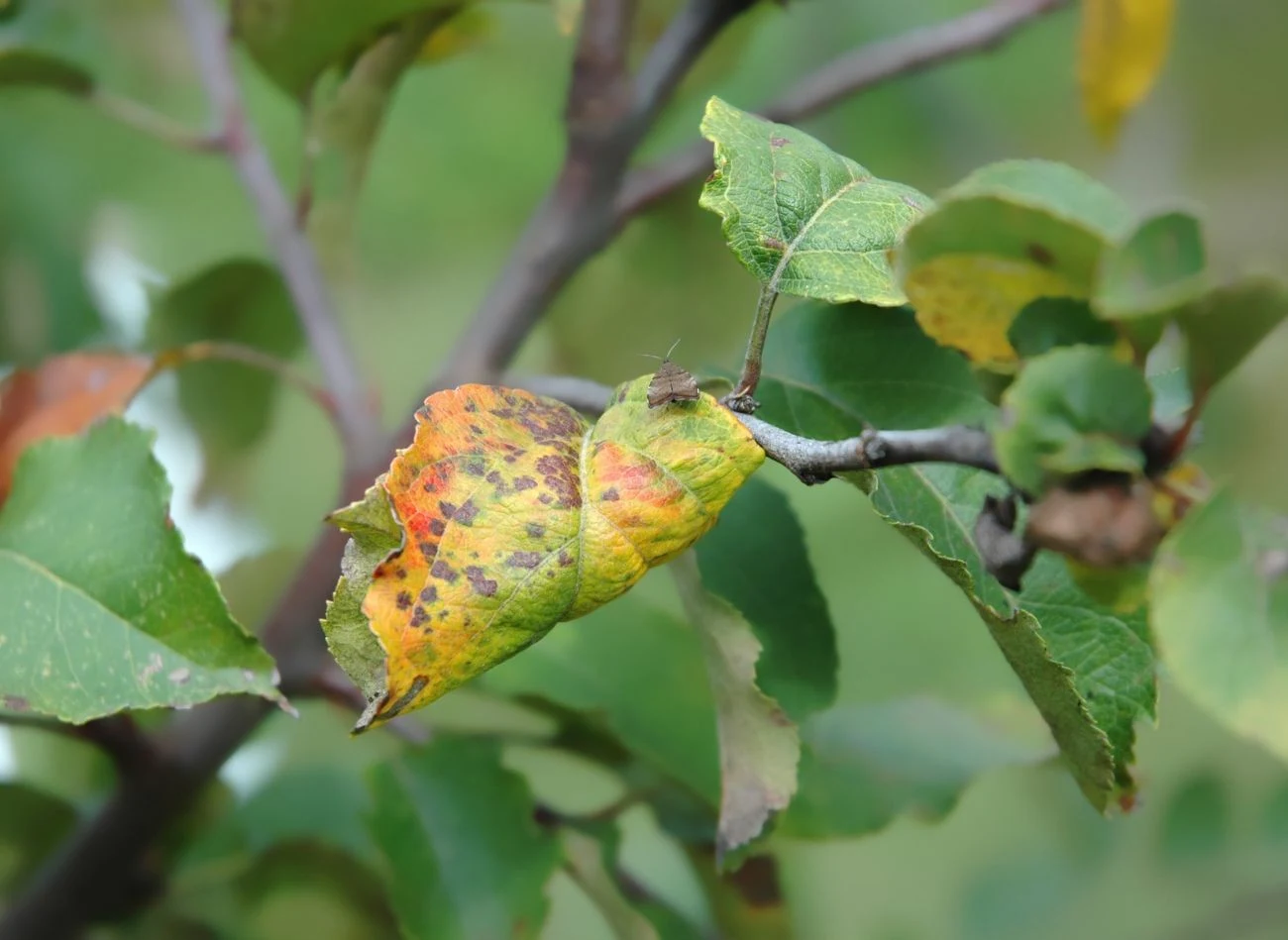 Śliwy są często zagrożone przez choroby wirusowe, grzybowe i bakteryjne, które mogą znacząco obniżyć plony, a nawet doprowadzić do obumarcia drzew.