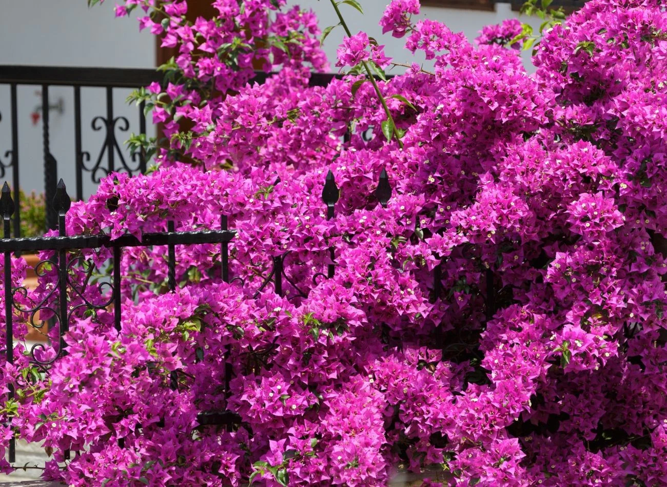 Bugenwilla to tropikalna roślina, która przy odpowiedniej pielęgnacji pokrywa się kaskadą kwiatów