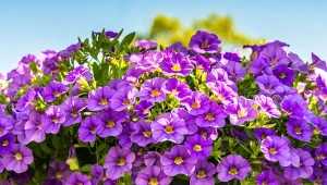 Surfinie więdną najczęściej z powodu błędów w pielęgnacji.