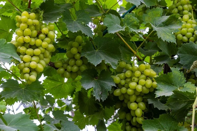 W lipcu warto znaleźć czas na nawożenie winorośli, dzięki czemu owoce będą większe i słodsze