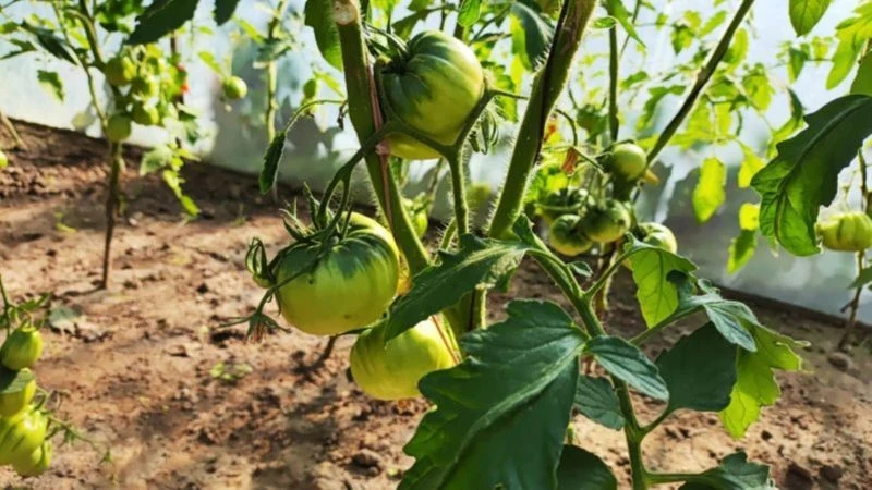 Zaraza ziemniaczana sieje spustoszenie w uprawie pomidorów, dlatego trzeba jej przeciwdziałać