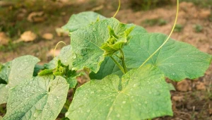 Gnojówka z ogórecznika szczególnie polecana jest w uprawie ogórków.