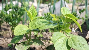 Do 15 lipca można jeszcze wysiać późne odmiany fasolki szparagowej, by cieszyć się zbiorami jesienią.