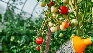 Jak podlewać rośliny w ogrodzie latem? Czy tylko woda się do tego nadaje?