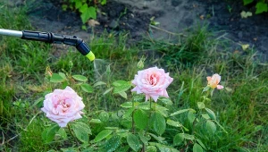 Czarna plamistość jest największym zagrożeniem dla róż. Podpowiadamy, jak jej zapobiegać.