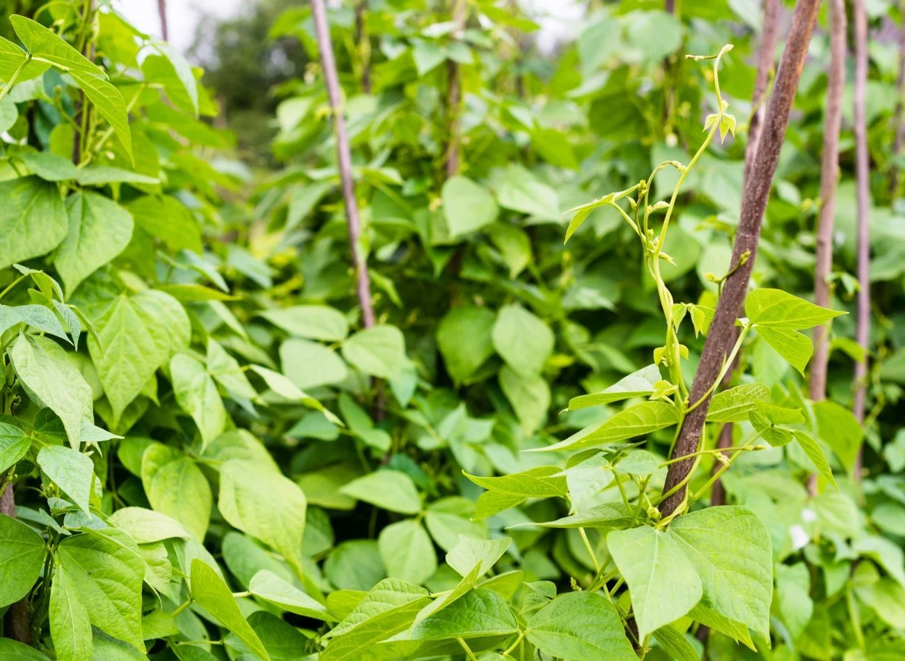 Fasolkę szparagową najlepiej sadzić na stanowisku słonecznym, co zapewni obfite plony.