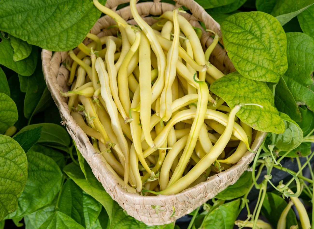 Fasolka szparagowa, żeby dobrze obrodziła, musi być regularnie podlewana.