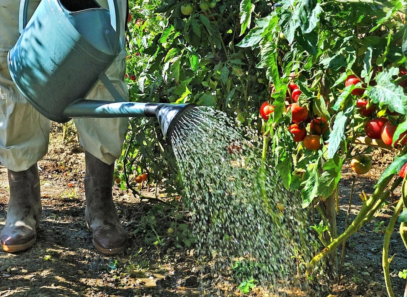Pamiętaj, że w trakcie upałów woda do podlewania nie może być zimna.