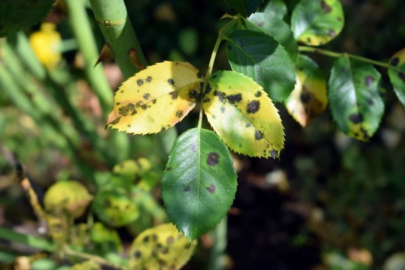 Czarna plamistość róż jest łatwa w rozpoznaniu, ale bardzo trudna w zwalczeniu