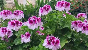 Na obfite kwitnięcie pelargonii przekłada się kilka czynników.