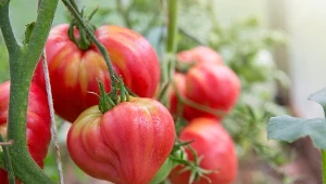 Herbatka tymiankowa może zapobiec zarazie ziemniaczanej na pomidorach, jeśli będziemy stosować ją systematycznie.