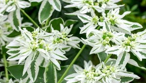 Większość gatunków wilczomleczy jest odporna na suszę i ma niewielkie wymagania glebowe. Na zdjęciu wilczomlecz obrzeżony Euphorbia marginata.