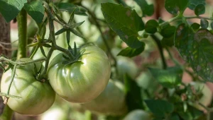 Podlewanie pomidorów wodą z mlekiem, wzmacnia rośliny, poprawia ich smak i sprzyja zdrowemu plonowaniu.