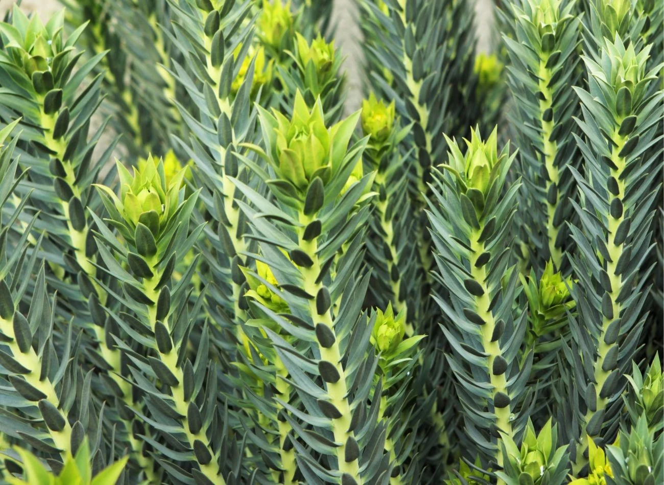 Wilczomlecz groszkowy