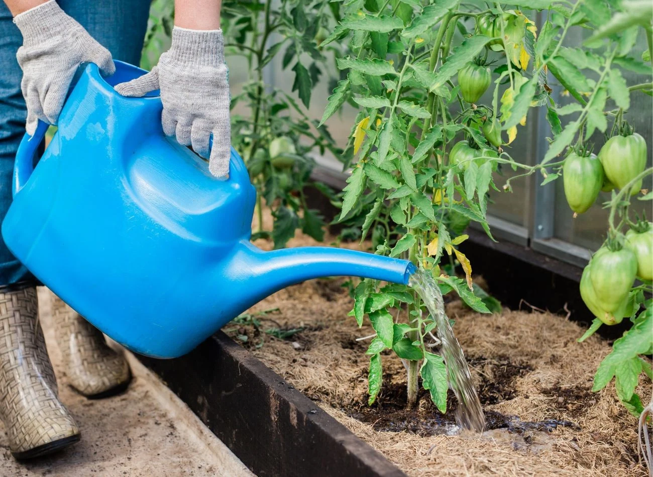 Podlewanie pomidorów wodą z mlekiem w proporcji 1:5 powinno odbywać się bezpośrednio pod korzeń