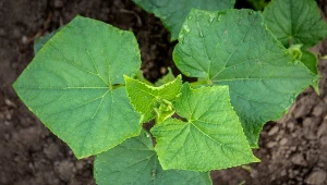 Podpowiadamy, jak zapobiegać zarazie ogórków za pomocą naturalnego oprysku.