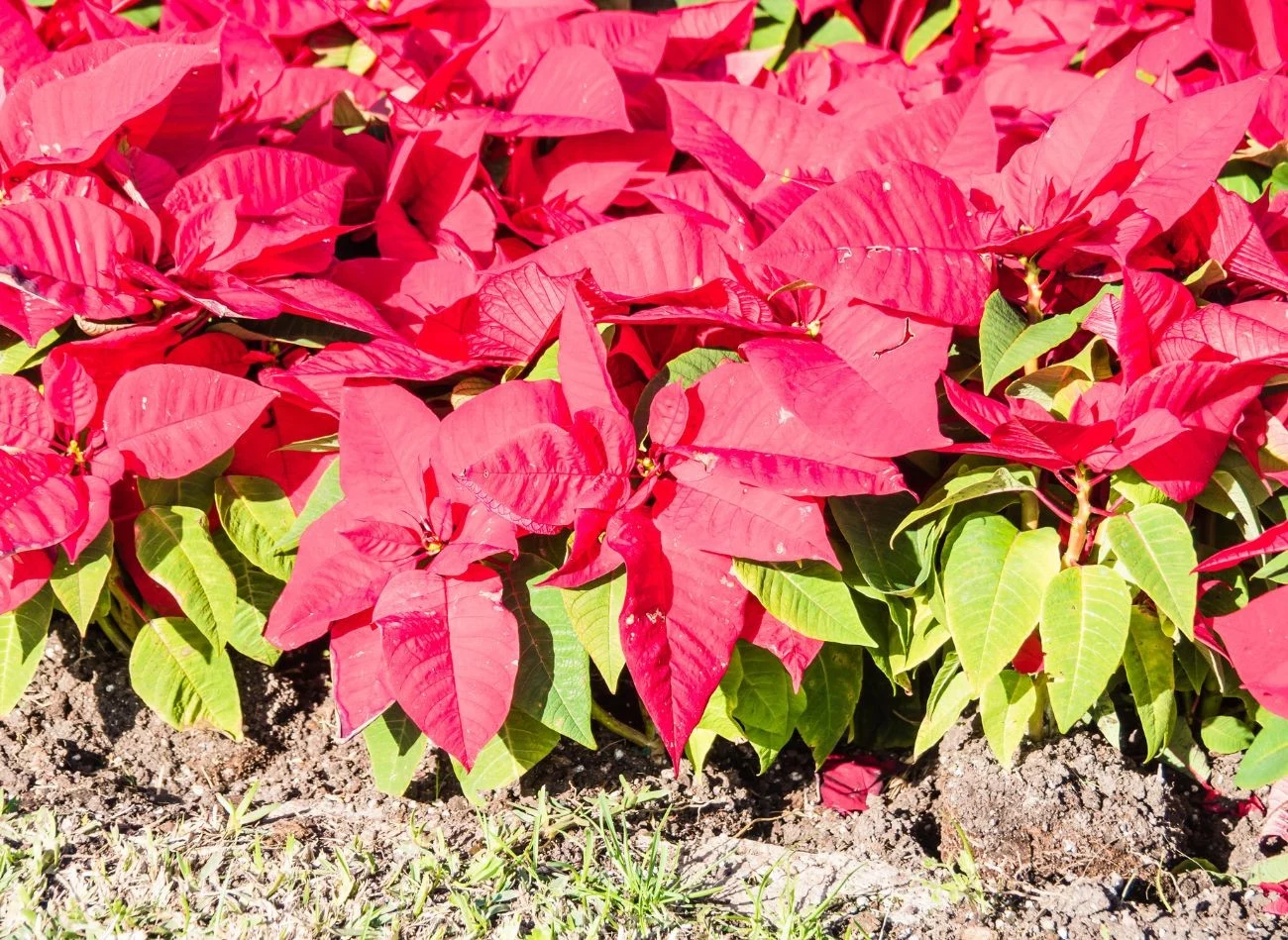 Z uwagi na brak mrozoodporności wilczomlecz nadobny