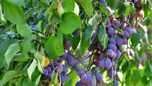 W jaki sposób chronić drzewa owocowe przed osami.