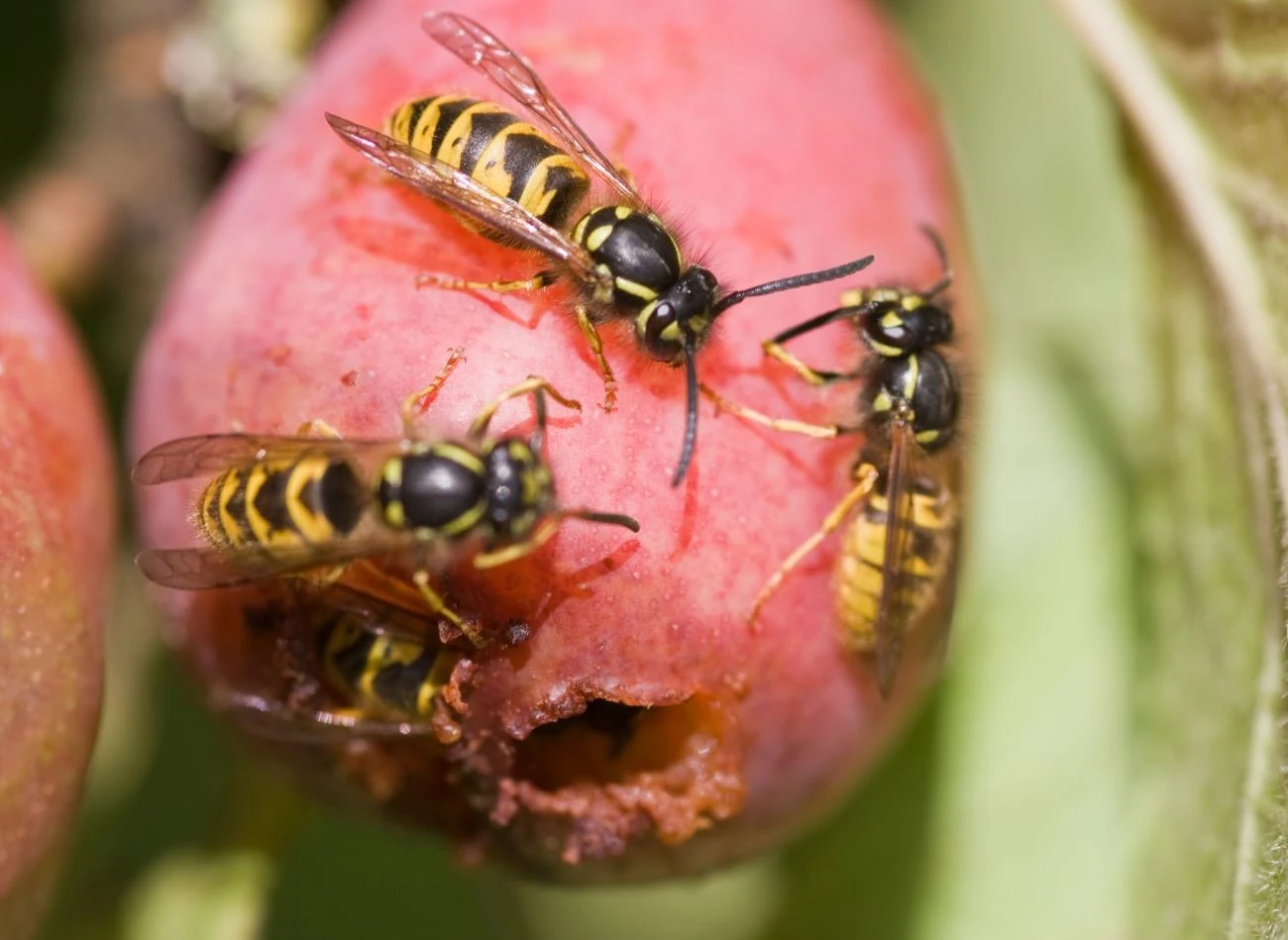 Miejsce na owocu, gdzie wgryzła się osa, jest podatne na choroby grzybowe.