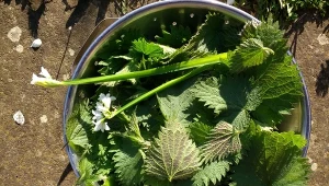 Jak przygotować gnojówkę z pokrzywy? Trzeba zwracać uwagę na te szczegóły.