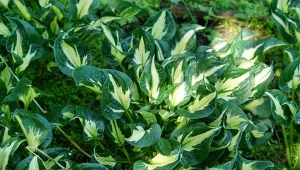 Nawożenie funkii - kiedy i czym dokarmiać hosty?