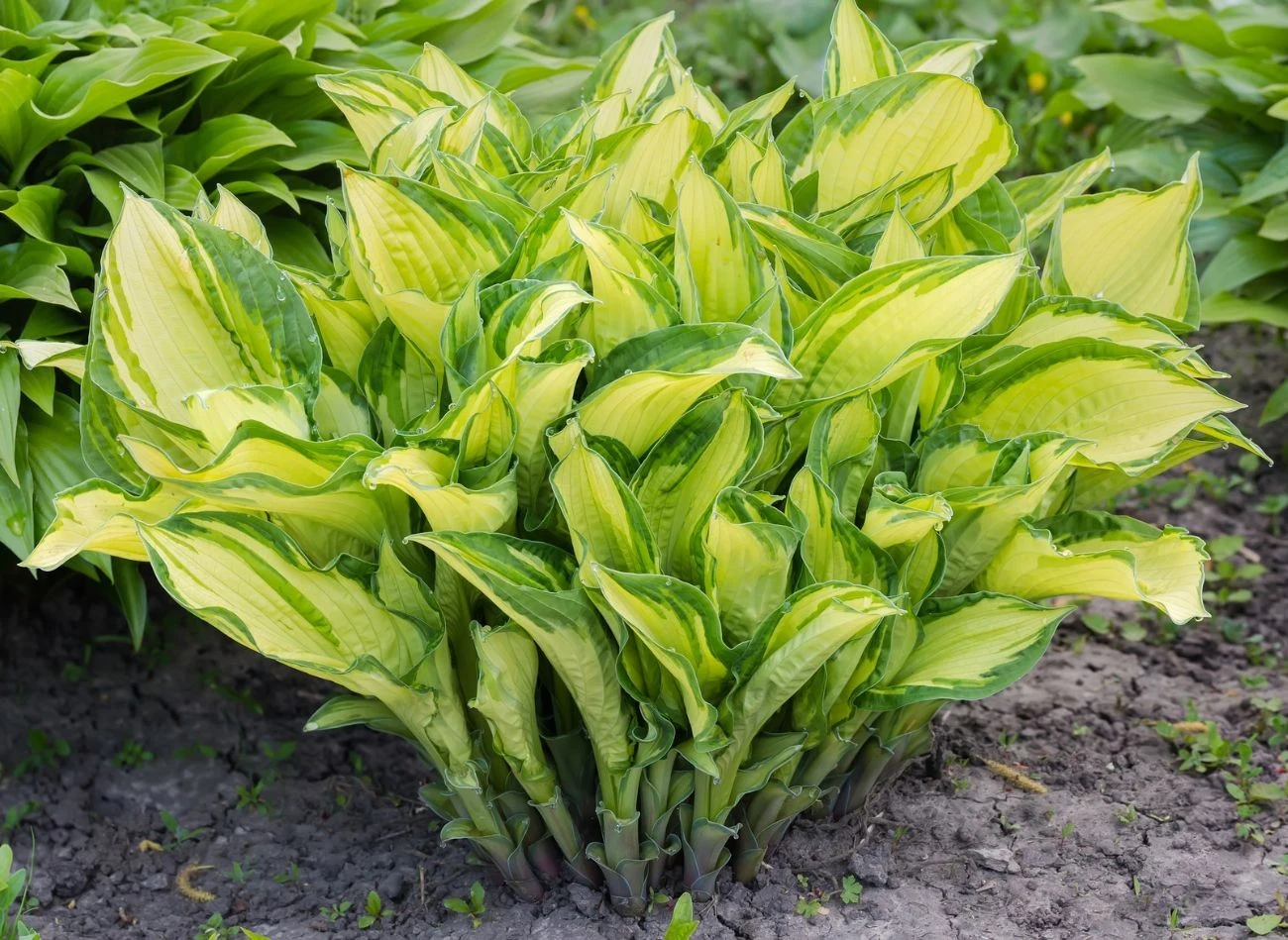 Jakie nawozy są najlepsze do funkii? Pamiętaj, żeby z nimi nie przesadzić.