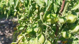 Liście pomidorów mogą żółknąć z wielu powodów. Ważne, by potrafić zdiagnozować problem.