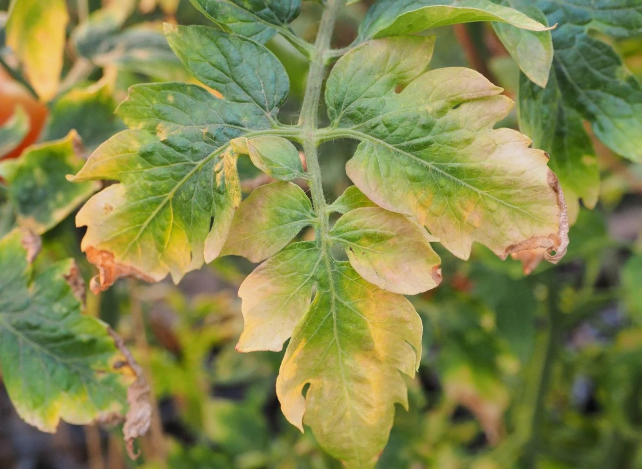 Żółknące liście pomidorów to symptom, który może mieć wiele przyczyn, m.in. wirusowe i bakteryjne.