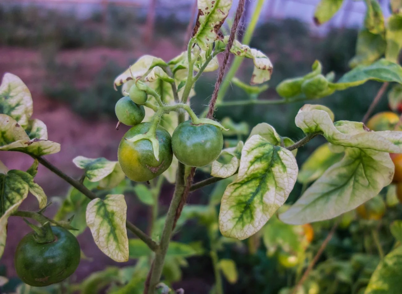 Jeśli liście pomidorów żółkną, zwijają się, a plony są coraz mniejsze, to może być sprawka wirusów.
