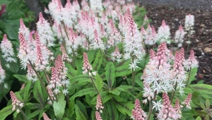 Zacienione miejsce w ogrodzie nie musi być puste i smutne. Tiarella rozjaśni zacieniony ogród.