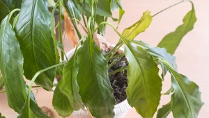 Podpowiadamy, jak pozbyć się szkodników z roślin doniczkowych w naturalny sposób.