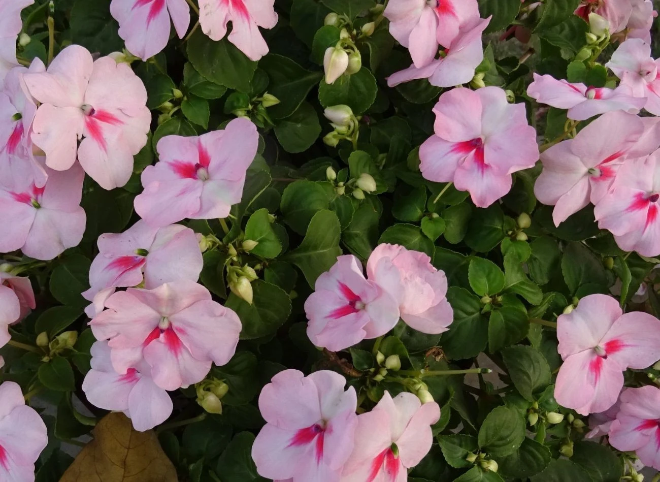 Niecierpki bardzo lubią cień. Do tego można je spotkać w pełnej gamie kolorów.