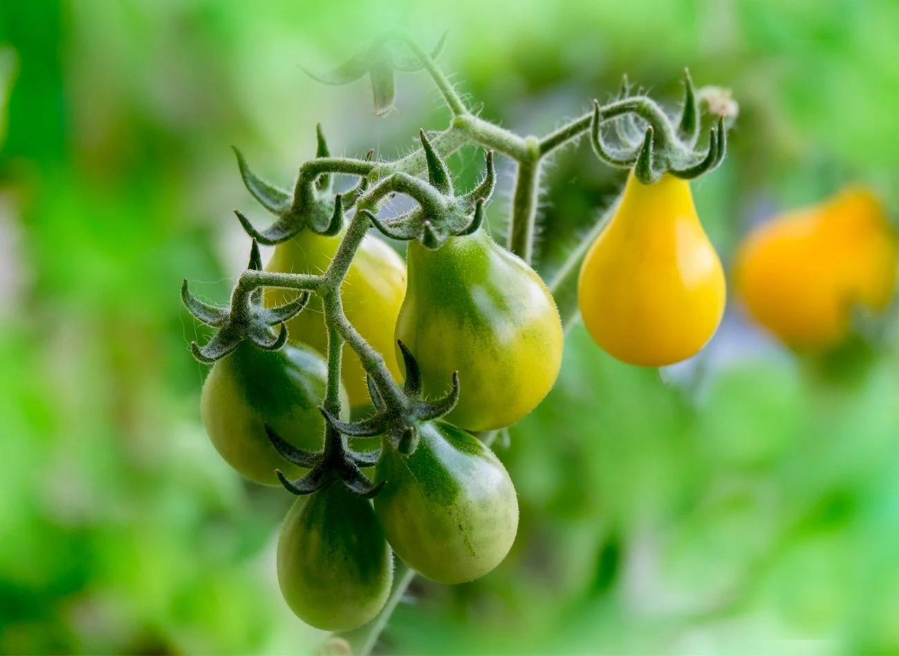 Żółte pomidory są źródłem witaminy C, witamin z grupy B, potasu, żelaza i wapnia