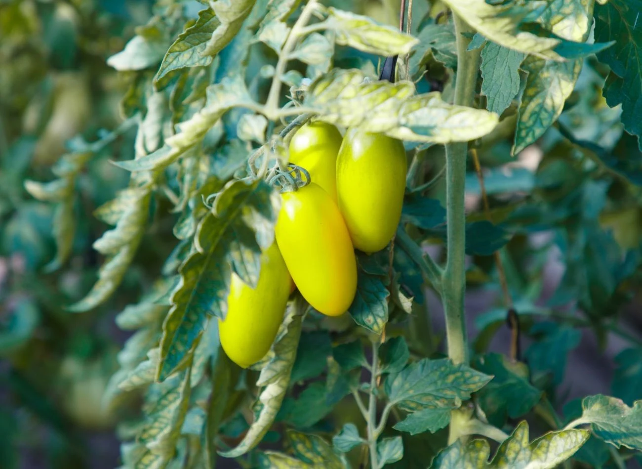 Żółte odmiany pomidorów są łatwe zarówno w uprawie gruntowej, jak i w pojemnikach